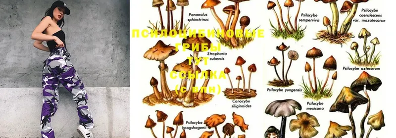 как найти закладки  Ясногорск  Псилоцибиновые грибы Psilocybe 